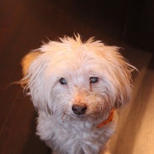 Meet your Posher, Scott